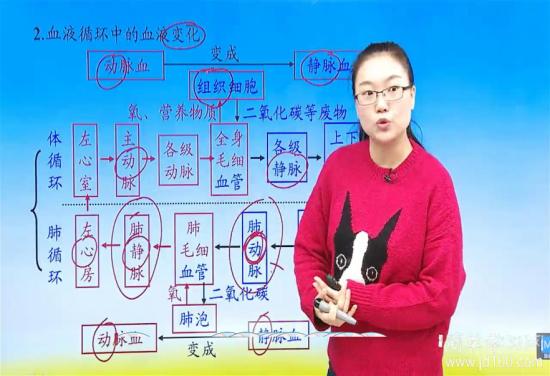 什么将肺循环和体循环联系在一起?