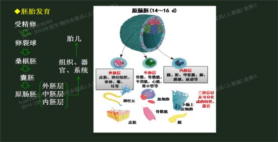 滋养层 会分化成胎盘和胎膜 那它会一直存在 原肠胚外面的