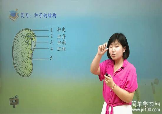 胚根有什么作用