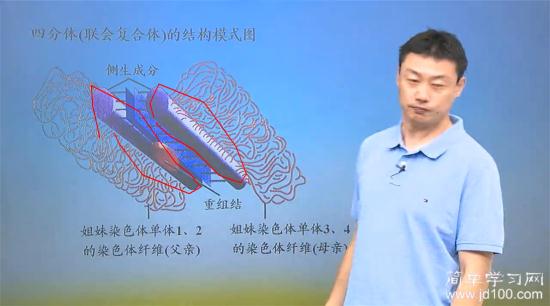 老师这个不应该是每一个姐妹染色单体有两条_高一生物