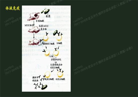 将非病原体作为抗原是过敏反应还是自身免疫