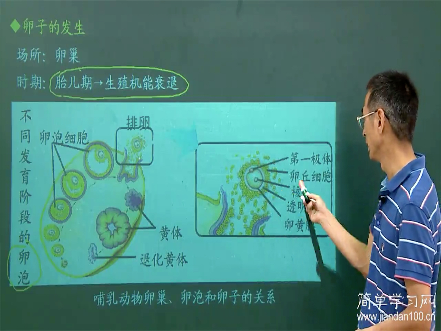 排卵排的是初级卵母细胞和次级卵母细胞都可