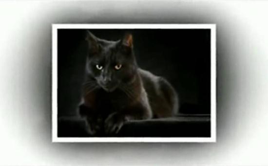 必先那个黑猫还要吓人_高一英语