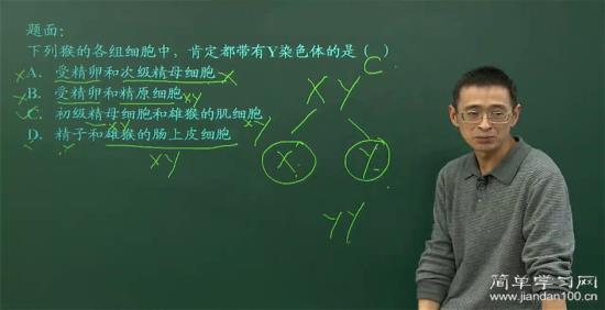 为啥肌细胞含有y染色体_高一生物