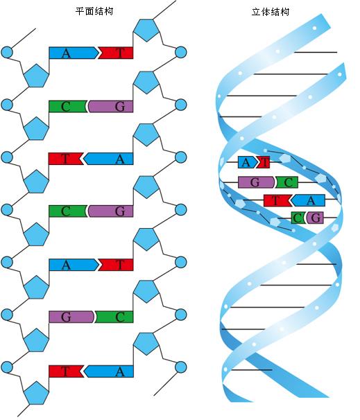 必修二课本上的在DNA复制和形成mRNA的碱基