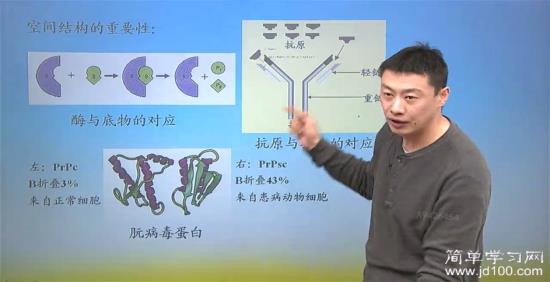 为什么朊病毒可以诱导其他正常蛋白质改变空_高二生物