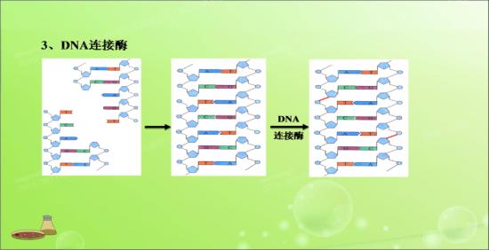 单链DNA,DNA连接酶能不能将两个序列_高二生物