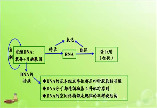 dna碱基配对规律dna碱基配对怎么配算法