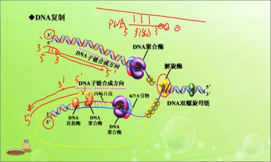 黄色部分DNA复制从5到3,而实际上应从_高二生物现代生物技术专题