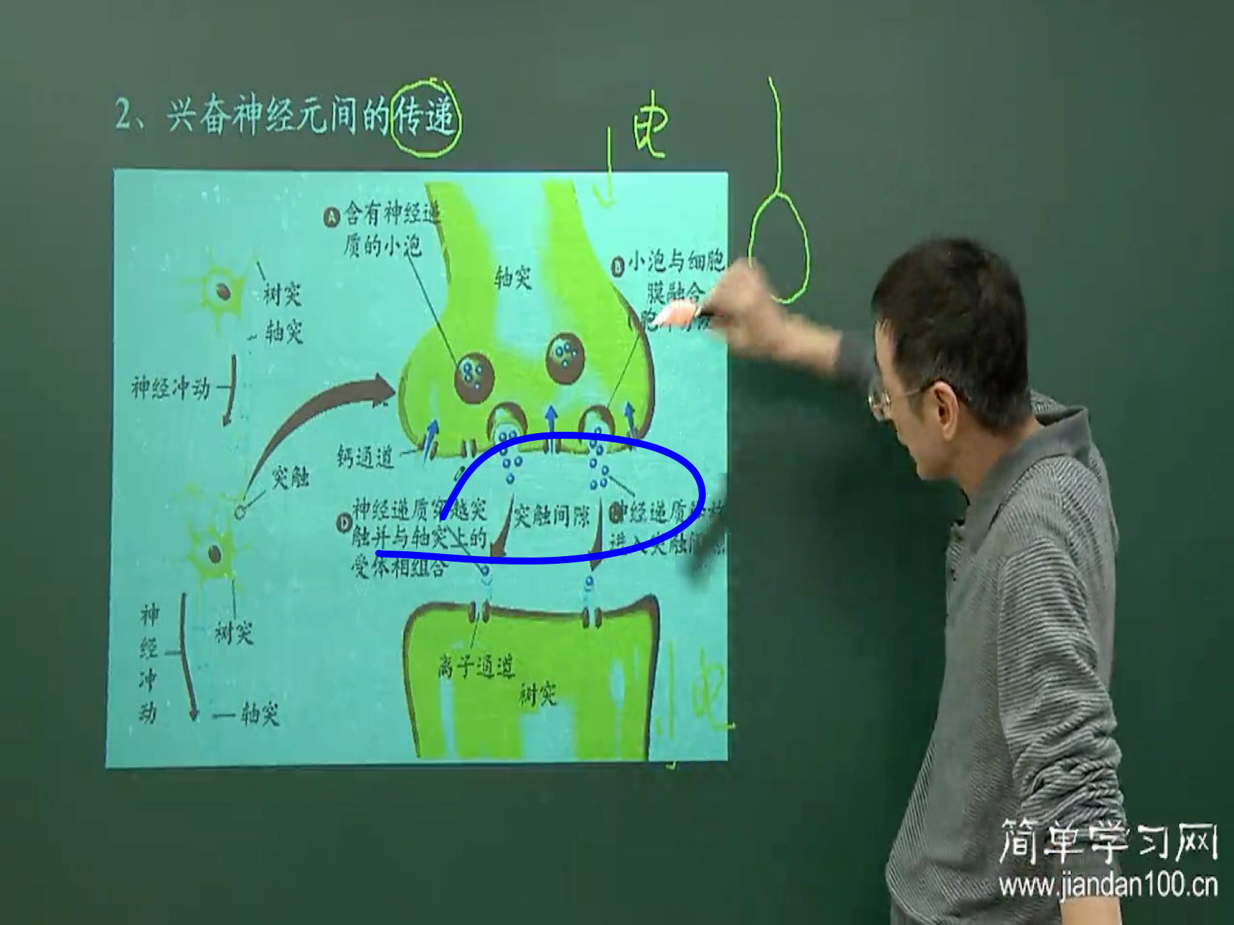 老师请问这个突触间隙如果是在脊髓里的话也