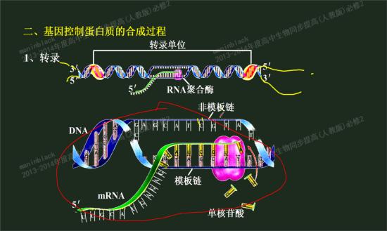 rrna mrna trna的区别?还有它们的作用?