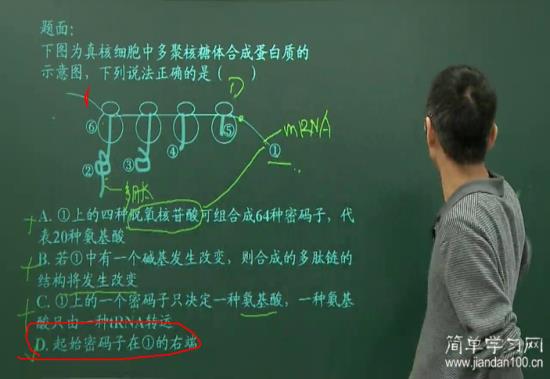 如果这个题,一条链上有多个核糖体,那么肽_高