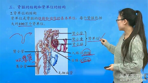 肾小管和肾小球什么关系