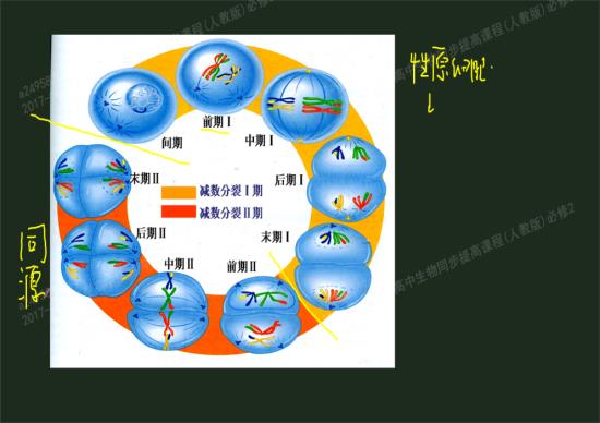 基因的交叉互换叫基因重组?那么基因的交叉