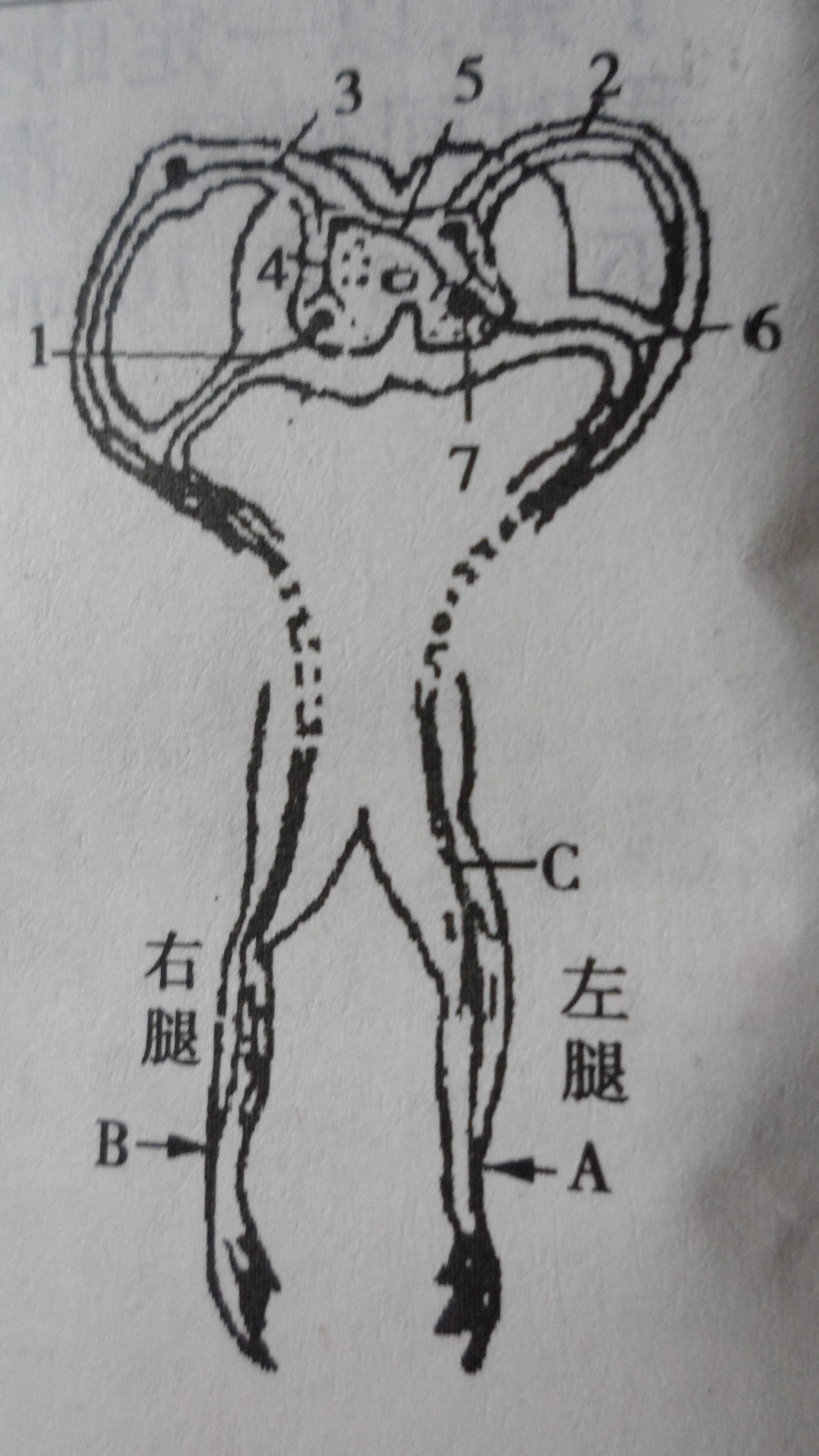 生物 不确定   请查看附件         对青蛙解剖得到如图所示的标本