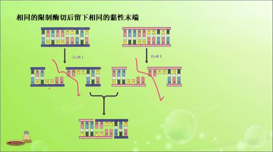 DNA连接酶和限制性内切酶有什么区别和联_高二生物现代生物技术专题