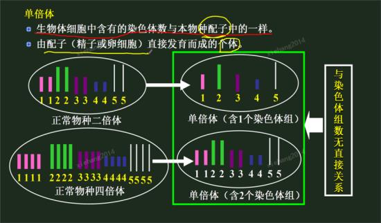 那正常物种三倍体是否可形成单倍体?比如由配子发育直接而来的个体?