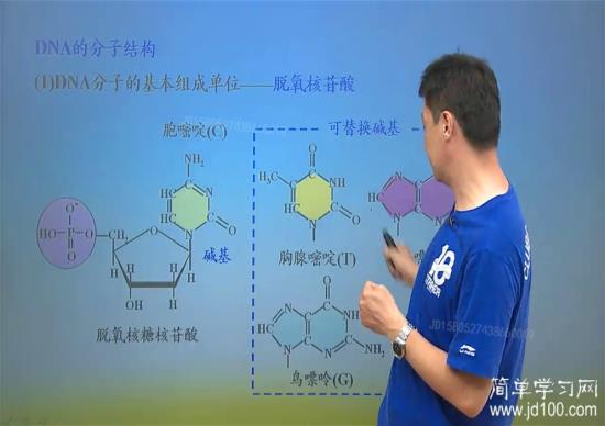 这些分子组成结构示意图需要背诵记忆吗?