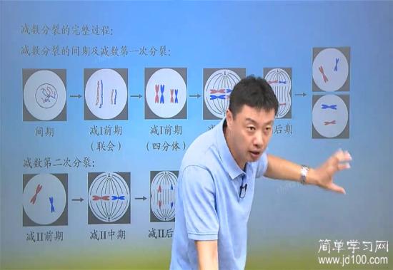 姐妹染色单体是在减1期染色体复制形成的么_高一生物