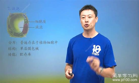 那么液泡算是植物细胞内最大的细胞器吗?_高