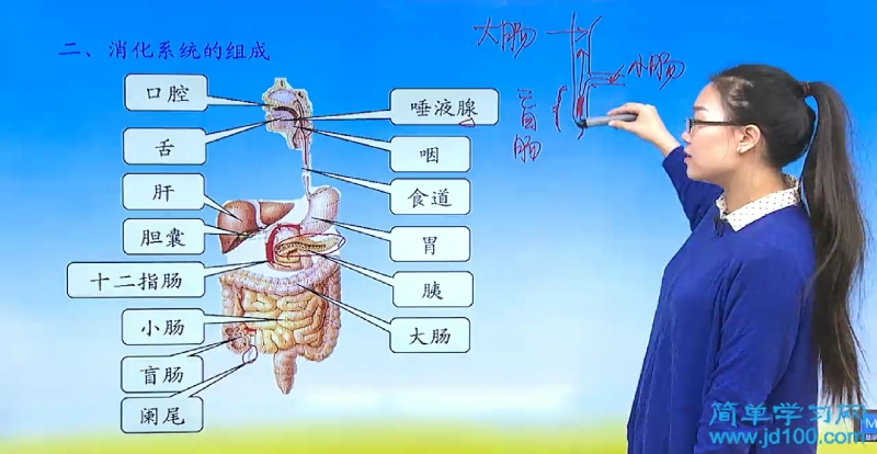 阑尾炎会对身体造成什么影响_初一生物人体的结构,及