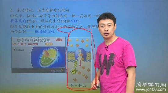 钠钾泵的真实形态是什么?他能同时转运钠和_高一生物