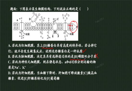 磷脂双分子层不是决定了脂溶性物质可以进出