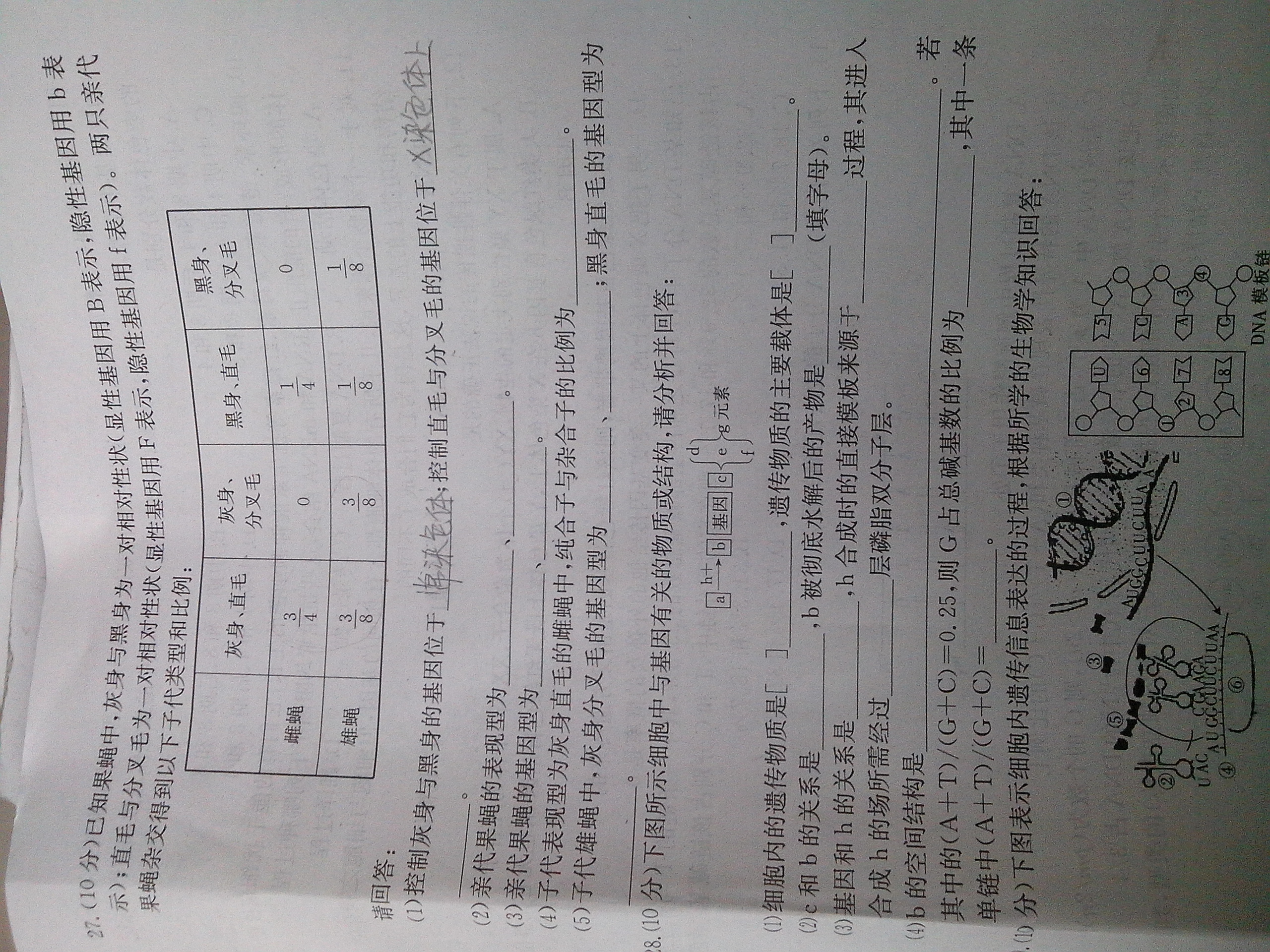 生物必修二综合题目_高一生物遗传与进化