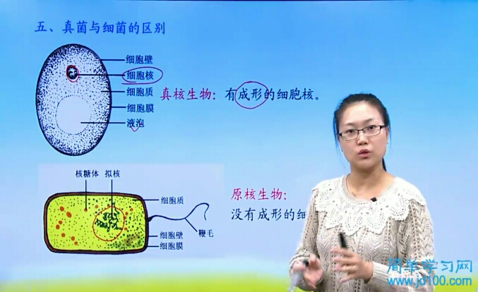 老师乳酸菌是细菌还是真菌?