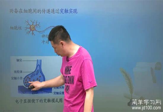 突触小体指的是?