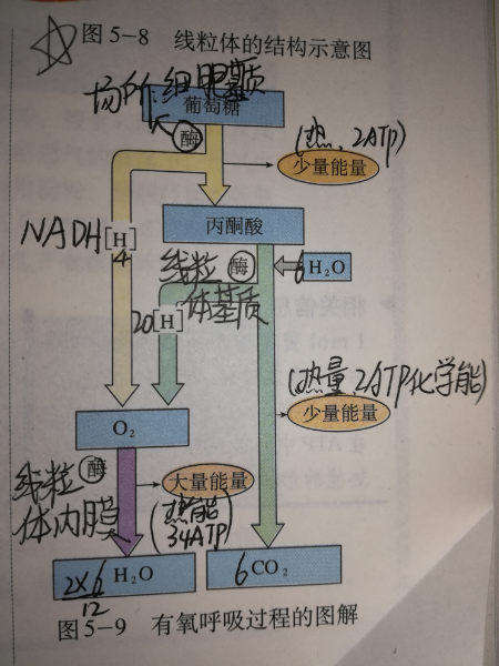 有氧呼吸