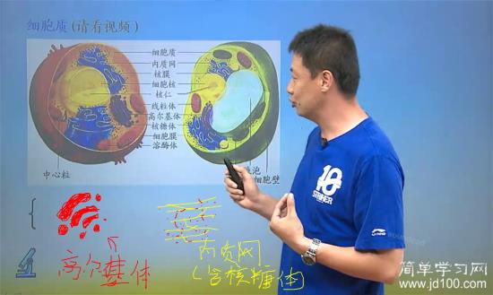 从这个图看,内质网和高尔基体形状区别并不