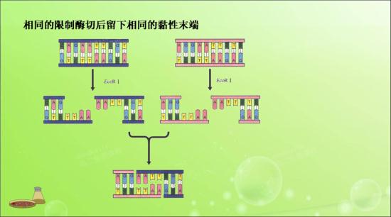 dna连接酶和限制性内切酶有什么联系和区