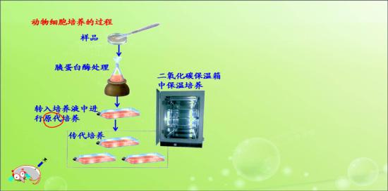 上图中原代培养,传代培养是什么意思_高二生物