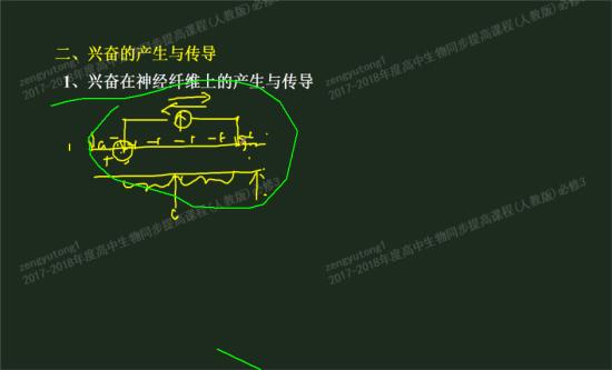 老师把这种,刺激后电位正负,传导方向,刺