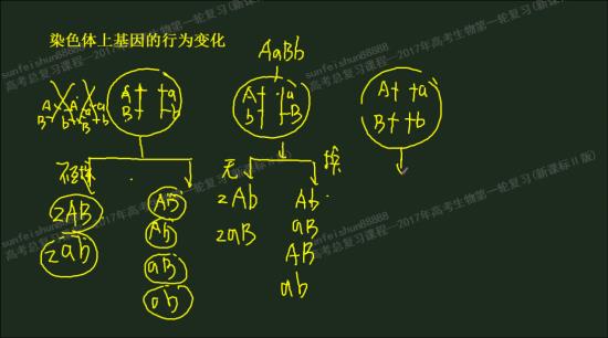 交叉互换发生在谁与谁之间_高三生物