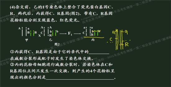 同元染色体交叉互换,可一个染色体含c/一个含r,他们是同源染色体吗