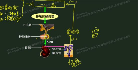 抗利尿激素是如何从下丘脑传递到垂体的?是