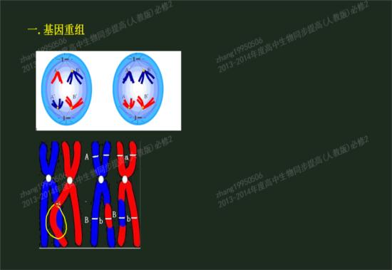 交叉互换是怎样进行的?染色体怎样进行交叉