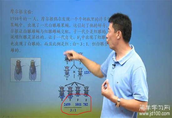 老师,摩尔根是怎么分辨出果蝇的雌雄的呢?_高