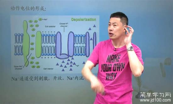 最右边是钠钾泵吗