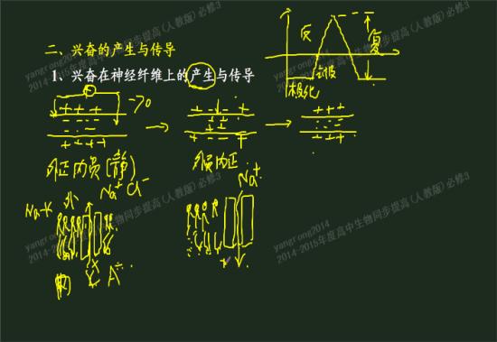 钾离子外流与钠离子内流是否都是协助扩散的