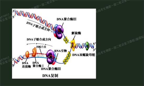 DNA的复制 是 半保留复制，和边解旋边