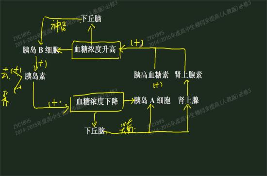 胰岛素降血糖的方式是促进三个"去路,抑