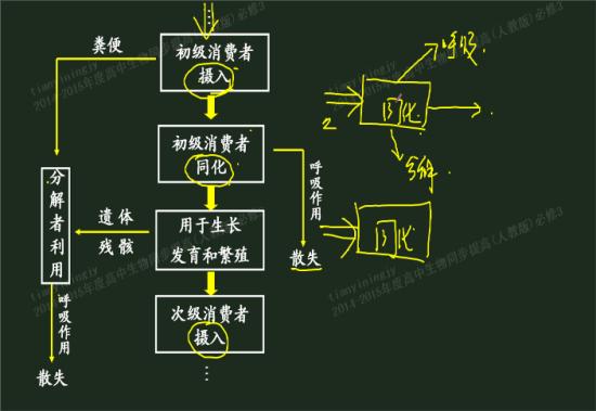 同化量