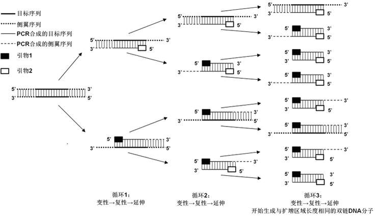 PCR扩增技术的复制过程为什么带有同一种引