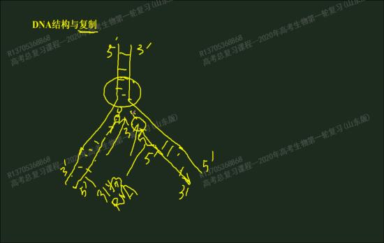 PCR体系中引物的化学本质是什么?
