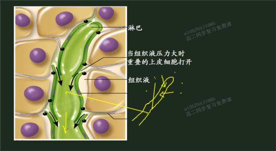 淋巴液和组织液有什么区别没?
